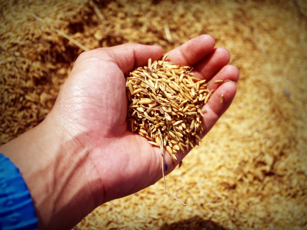 Wheat grains 
