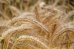 Wheat grains